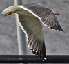 juvenile LBBG in October, ringed in Norway. (131273 bytes)
